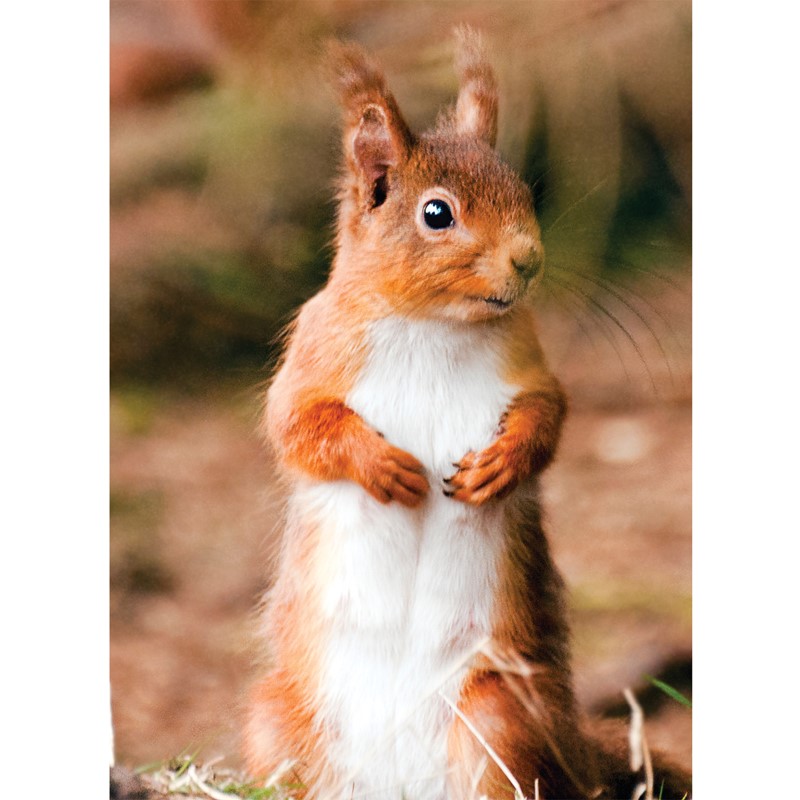 Animal Blank Card - Red Squirrel