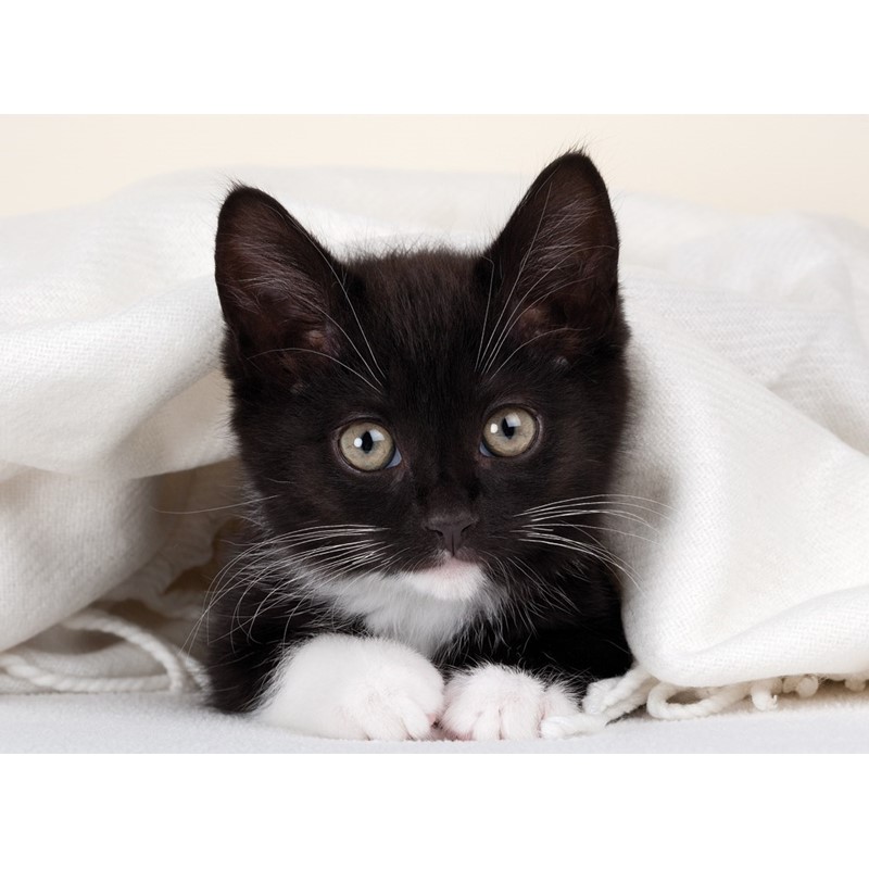 Animal Blank Card - Black Kitten